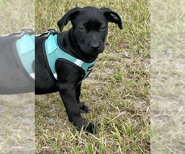 Medium Photo #3 Mutt Puppy For Sale in Tarrytown, GA, USA