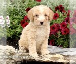 Small #2 Goldendoodle (Miniature)