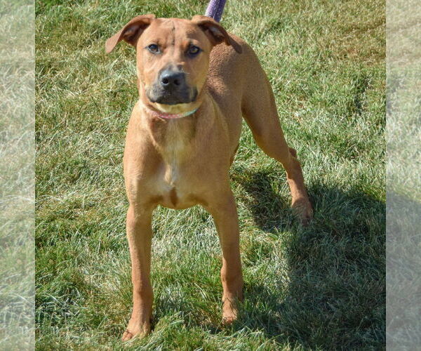 Medium Photo #8 Boxer-German Shepherd Dog Mix Puppy For Sale in Huntley, IL, USA