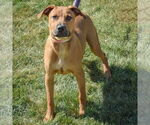 Small #7 Boxer-German Shepherd Dog Mix
