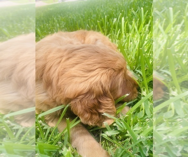 Medium Photo #17 Golden Retriever Puppy For Sale in BEDFORD, TX, USA