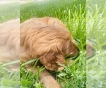 Small #16 Golden Retriever