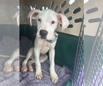 Small #20 Boxer Mix