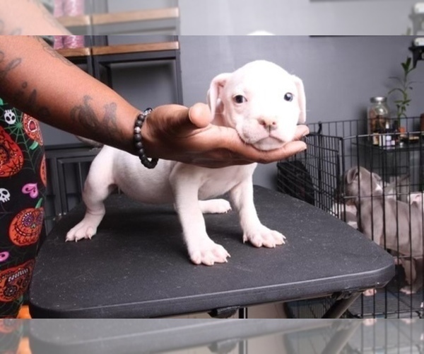 Medium Photo #3 American Bully Puppy For Sale in LITHONIA, GA, USA