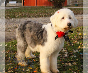 Mother of the Old English Sheepdog puppies born on 12/05/2021