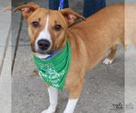Small #2 Beagle Mix