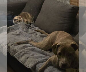 Marzen - Male Labrador Retriever-Unknown Mix Dog for Adoption - Photo #5
