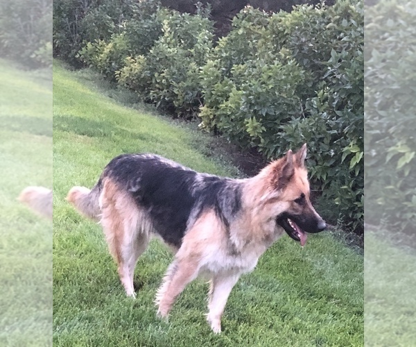 Medium Photo #1 German Shepherd Dog Puppy For Sale in BRIGHTON, CO, USA