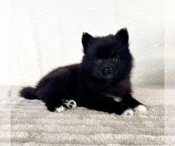 Medium Photo #1 Pomsky Puppy For Sale in GREENFIELD, IN, USA