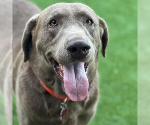 Medium Photo #4 Labmaraner Puppy For Sale in San Diego, CA, USA