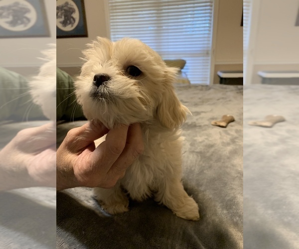 Medium Photo #4 ShihPoo Puppy For Sale in WETUMPKA, AL, USA