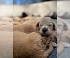 Golden Retriever Puppy for sale in VALLEJO, CA, USA