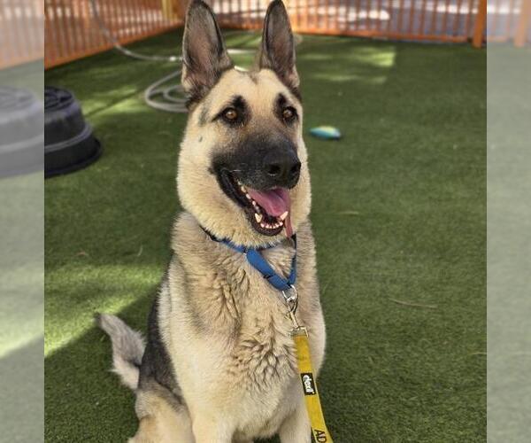 Medium Photo #3 German Shepherd Dog-Unknown Mix Puppy For Sale in Las Vegas, NV, USA