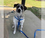 Small #1 Anatolian Shepherd