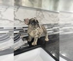Small Photo #5 French Bulldog Puppy For Sale in BEVERLY HILLS, CA, USA