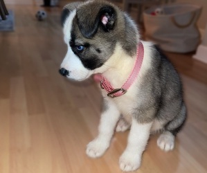 Siberian Husky Puppy for sale in MCHENRY, IL, USA