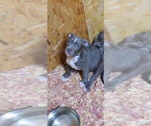 American Bully Puppy for Sale in CHESTER, Virginia USA