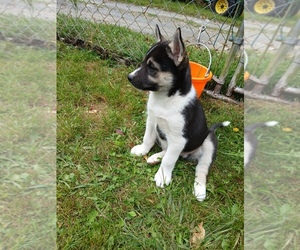 Siberian Husky Puppy for sale in LONG EDDY, NY, USA