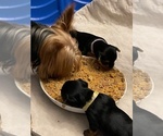 Small Photo #12 Yorkshire Terrier Puppy For Sale in WOODSTOCK, CT, USA