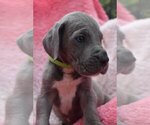 Small Photo #16 Great Dane Puppy For Sale in ALVARADO, TX, USA