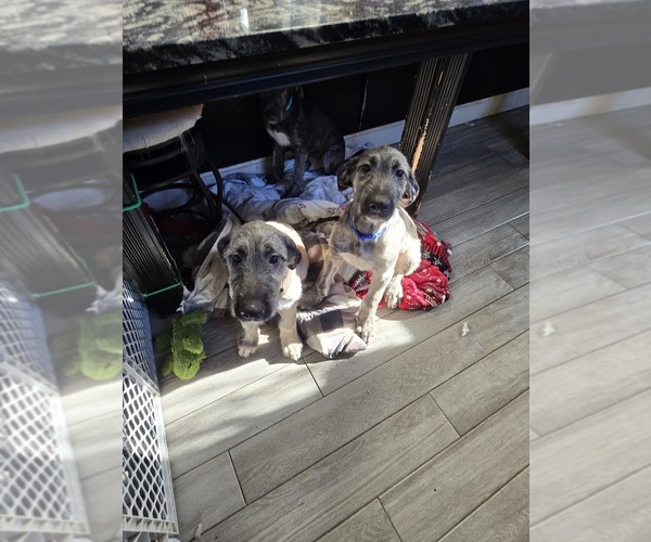 Medium Photo #3 Irish Wolfhound Puppy For Sale in AMBOY, WA, USA