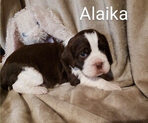 English Springer Spaniel Puppy for sale in GORMAN, CA, USA