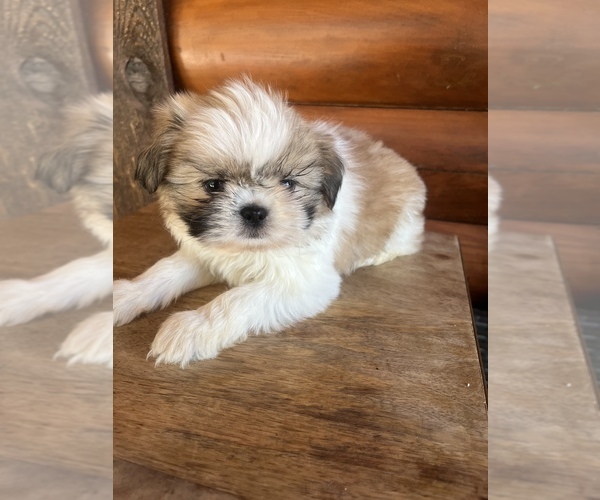 Medium Photo #10 Shiranian Puppy For Sale in SAINT AUGUSTINE, FL, USA