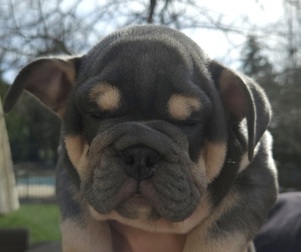 Medium Photo #1 English Bulldog Puppy For Sale in SAINT CHARLES, IL, USA