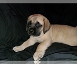 Small Photo #1 Mastiff Puppy For Sale in INDIANAPOLIS, IN, USA