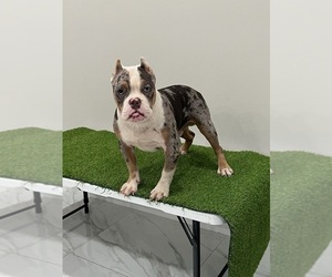 American Bully Puppy for sale in NAPLES, FL, USA
