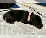 Small #4 Doberman Pinscher