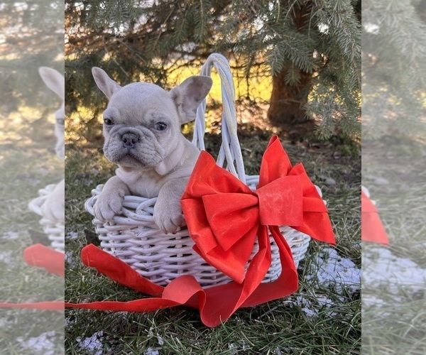 Medium Photo #4 French Bulldog Puppy For Sale in MIDDLEBURY, IN, USA