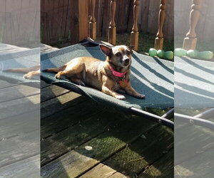 Sable - Female Chihuahua-Unknown Mix Dog for Adoption - Photo #3
