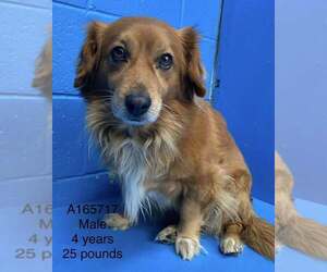 Pomeranian Mix Dog for Adoption in Calgary, Alberta Canada