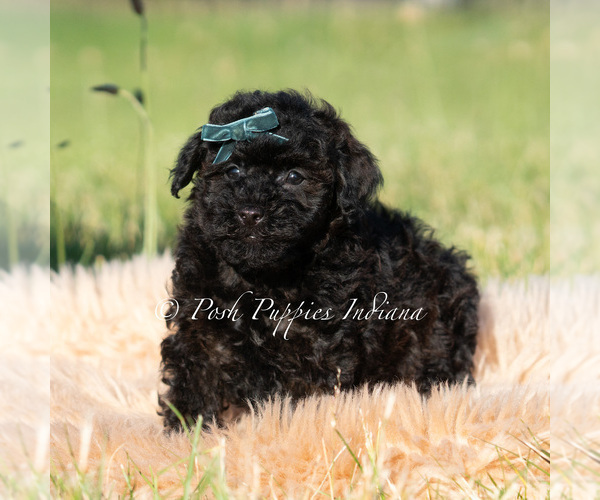 Medium Photo #5 Poodle (Toy) Puppy For Sale in WARSAW, IN, USA