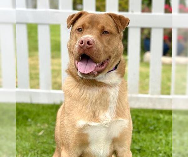 Medium Photo #1 Chinese Shar-Pei-Unknown Mix Puppy For Sale in Camarillo, CA, USA