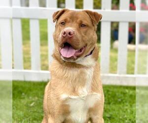 Chinese Shar-Pei-Unknown Mix Dogs for adoption in Camarillo, CA, USA
