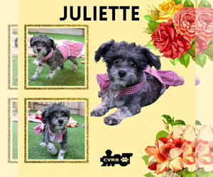 Poodle (Miniature)-Unknown Mix Dogs for adoption in Lindsay, CA, USA