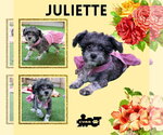 Small Poodle (Miniature) Mix