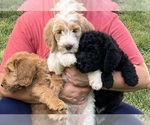 Small Photo #21 Labradoodle Puppy For Sale in MIFFLINBURG, PA, USA