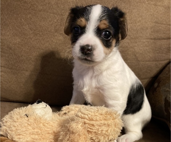 Medium Photo #1 Chorkie Puppy For Sale in SHACKLEFORDS, VA, USA