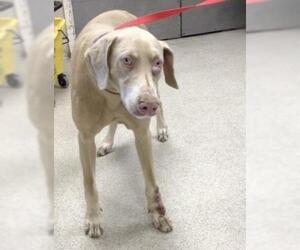 Doberman Pinscher Dogs for adoption in Riverside, CA, USA