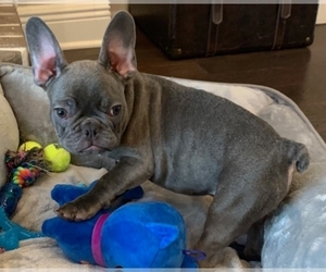 French Bulldog Puppy for sale in TAMPA, FL, USA