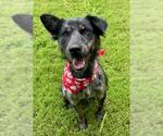 Small Border Collie Mix