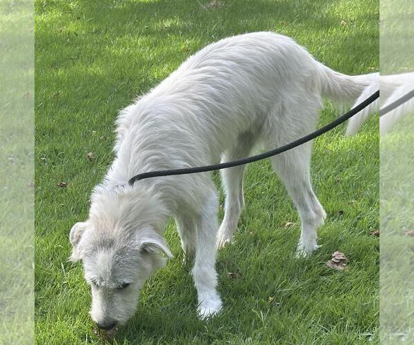 Medium Photo #4 Unknown-Wheaten Terrier Mix Puppy For Sale in Yardley, PA, USA