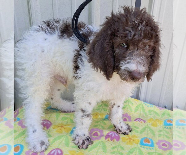 Medium Photo #3 Poodle (Standard)-Unknown Mix Puppy For Sale in Mountain View, MO, USA