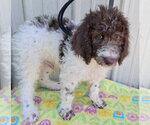 Small #2 Poodle (Standard) Mix