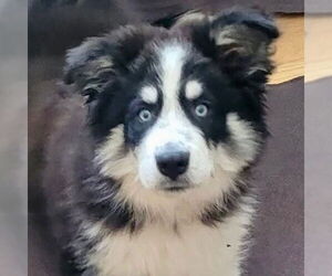 Siberian Husky-Unknown Mix Dogs for adoption in Canton, CT, USA