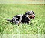 Small #3 Miniature Australian Shepherd