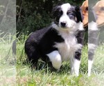 Small Photo #1 Australian Shepherd Puppy For Sale in MARION CENTER, PA, USA